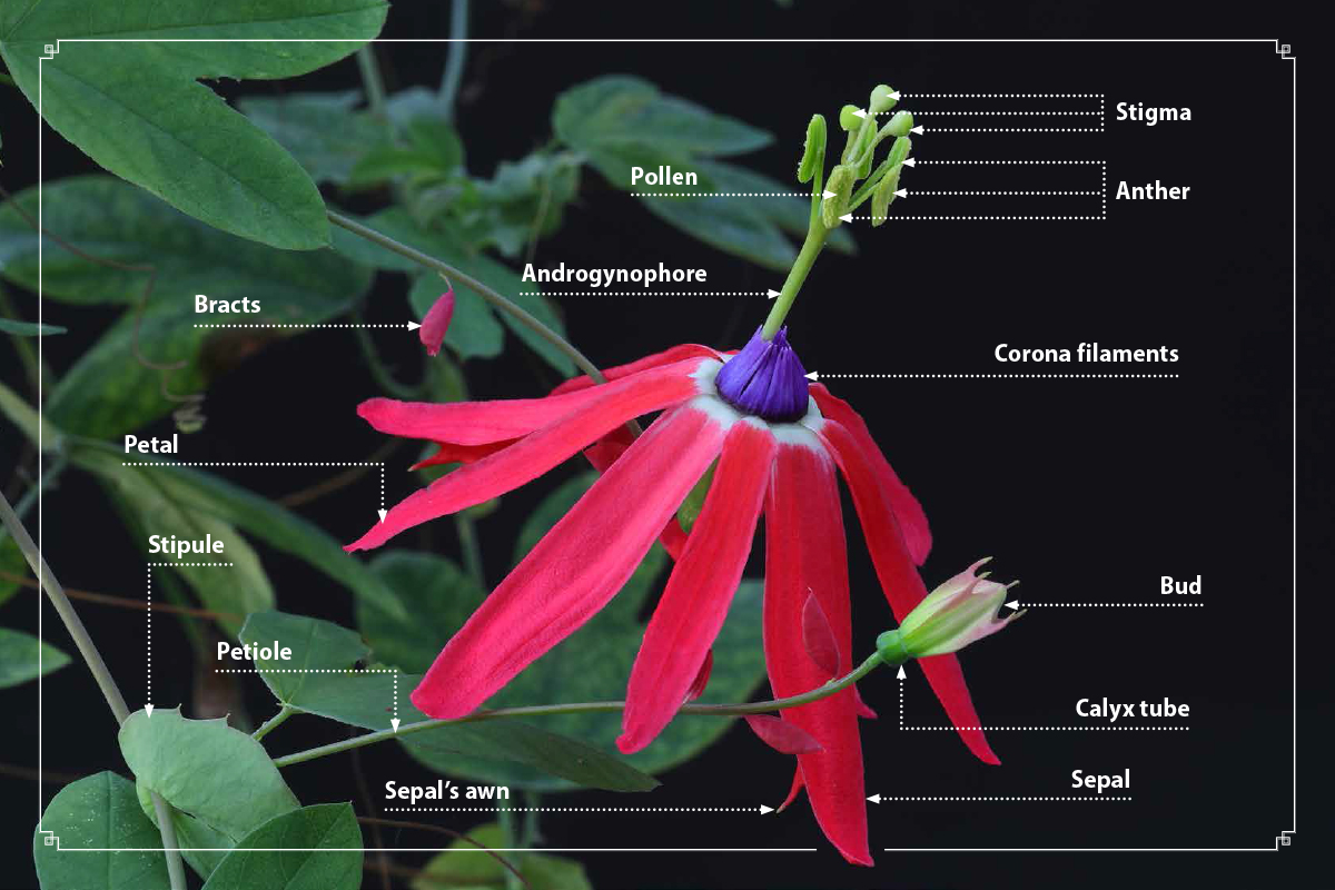 The genus Passiflora, discovery of Passiflora, useful information